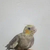 جوجه عروس هلندی آهویی سرلاکی