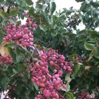 مشاوره رایگان وکود دهی اصولی وکم هزینه