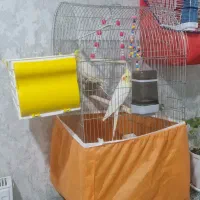 عروس مولدسخنگو و جوجه