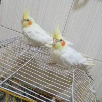 یه جفت عروس هلندی