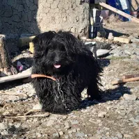 واگذاری شیتزو تریر نر