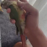 طوطی گرینچیک سخنگو با وسایل