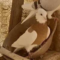 کبوتر طوقی زرد نر معاوضه با ماده