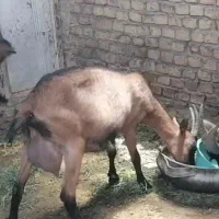 یک راس بز مورسیا آلپاین اصل