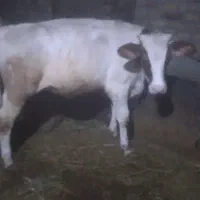 گوساله ماده