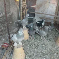 کبوتر پر اصفهانی..