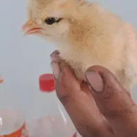 جوجه گلپایگانی۸روزه