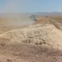 کاه گندم