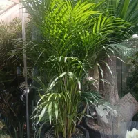 گل های آپارتمانی و باغچه ای