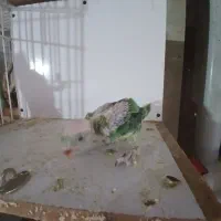 جوجه طوطی ملنگو سبز