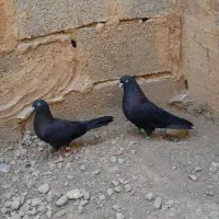 کبوتر قدیمی