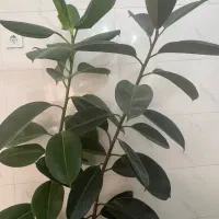 گل فیکوس