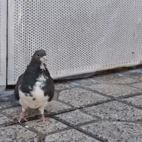 کفتر شهری خوشرنگ قهوه ای ماده