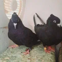 ذاغ دمسفید