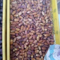 خرمای پیمازو