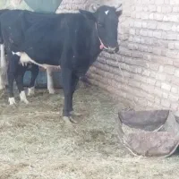 گاوگوسال