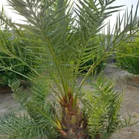 نخل نر|گل و گیاه طبیعی|جهرم, |دیوار