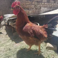 خروس محلی