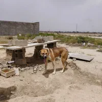 سگ سرابی|سگ|ماهدشت, |دیوار