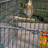 سهره قناری چونه روباهی