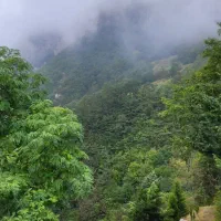 باغبانی ودرخت کاری