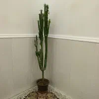 گل  طبیعی|گل و گیاه طبیعی|پاتاوه, |دیوار