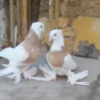 طوقی