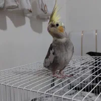 عروس هلندی ماده ابلق