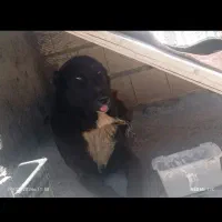 خرسی