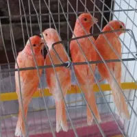 فروش انواع قناری سرخ
