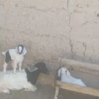 بیده خالص فروشی