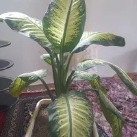 گل و گیاه