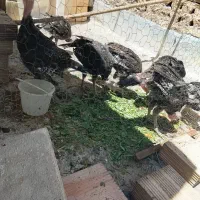 بوقلمون