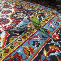 مرغ عشق