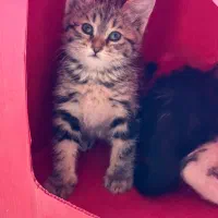 بچه گربه دوست داشتنی در اصفهان