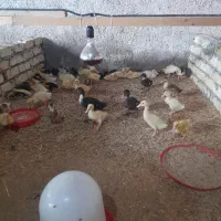 فروش چکی اردک پکنی فقط عمده
