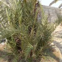 ۱۵ عدد بچ حاج باقری