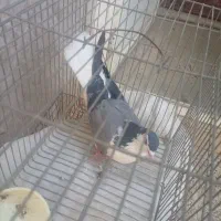 کفتر آماده جفت دوبحر صدا دار ذاتی