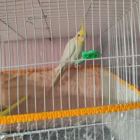 عروس هلندی