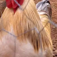 فروش مرغ و خروس برهما