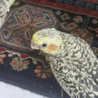 جوجه عروس هلندی در تهران وحدت اسلامی مختاری شاپور