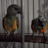 یک جفت سنگال