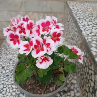 گل وگیاه طبیعی