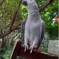 کاسکو سخنگو بالای ۲۰۰ کلام