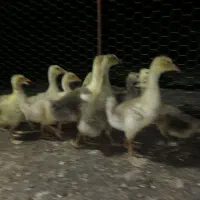 جوجه غازدورگ