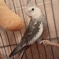 یک جفت عروس هلندی