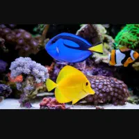 ساخت و طراحی انواع آکواریوم