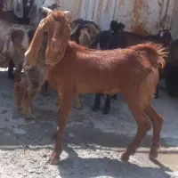 ۱۲عددکهره.دورگ.پاکستانی جفت.نروماده۱۷۵۰۰مقطوع
