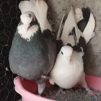 جوفت کفتر ساعتی