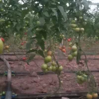 کارگر گلخانه لارم دارم ،  اتباع پذیرفته میشود